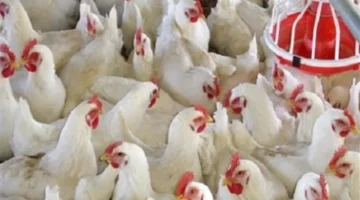 تحركات جديدة في أسعار الدواجن بين استقرار البلدي وصعود الأبيض داخل المزارع والأسواق